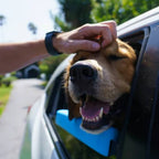 Car Window Chin Rest For Dogs