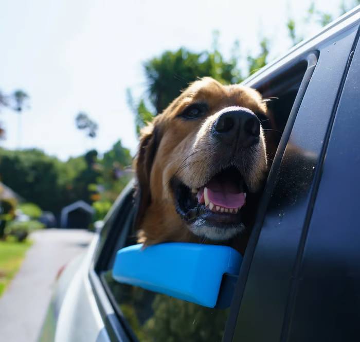 Car Window Chin Rest For Dogs